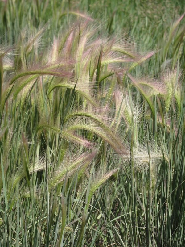 Foxtail Barley - Hordeum jubatum