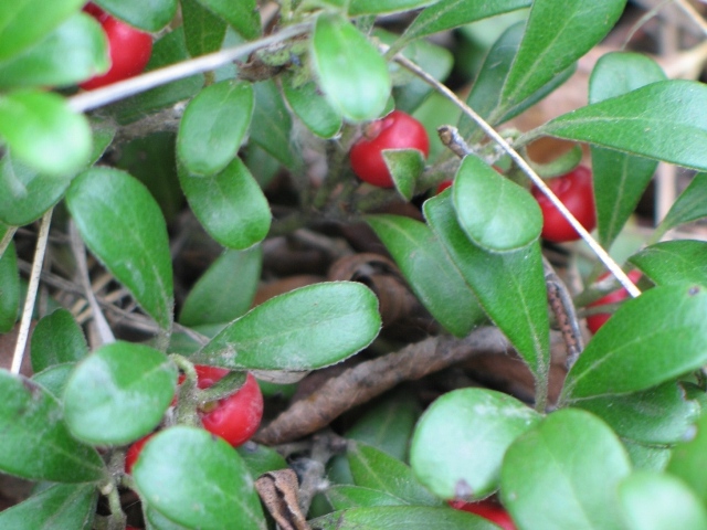 Arctostaphylos uva-ursi - berries