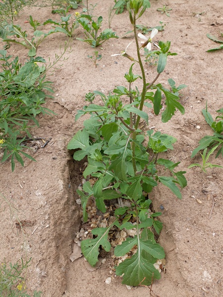Eruca vesicaria subsp. sativa