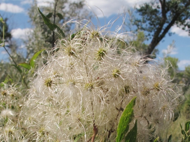 Clematis ligusticifolia - seeds