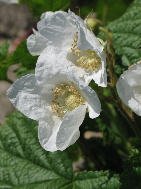 Rubus parviflorum