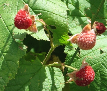 Rubus parviflorum : fruit