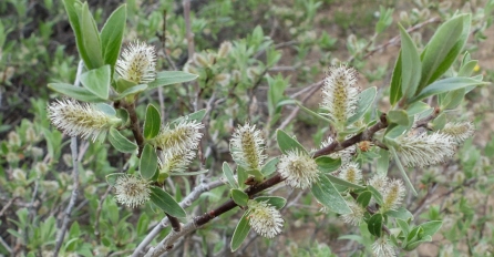 Salix brachycarpa