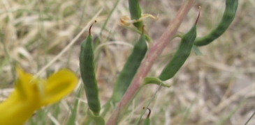 Corydalis curvisiliqua