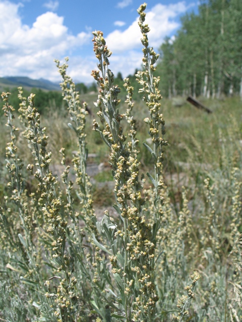 Artemisia tridentata