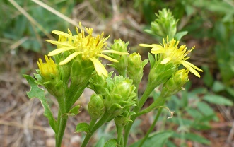 Oreochrysum parryi 