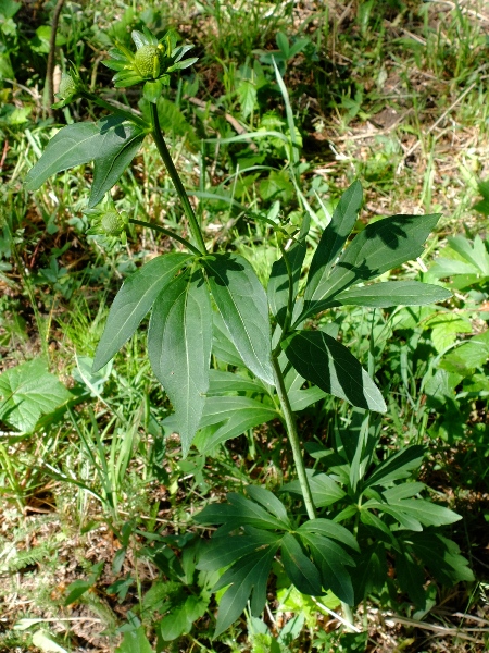 Rudbeckia laciniata