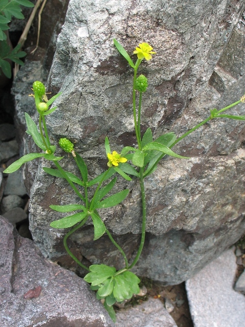 Ranunculus inamoenus