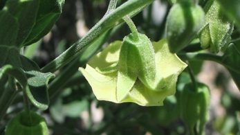 Physalis hederifolia var. fendleri