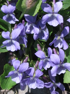 Viola spp.