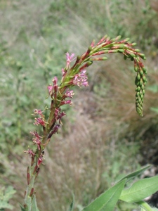 Gaura parviflora