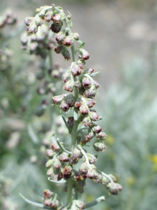 Artemisia spp.