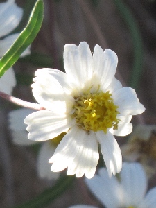 Melampodium leucanthum