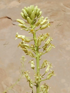 Thelypodiopsis divaricata