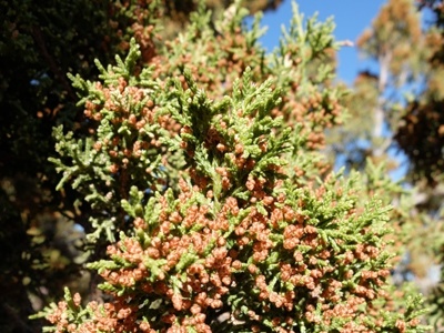 Juniperus monosperma