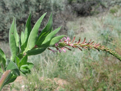 Gaura parviflora