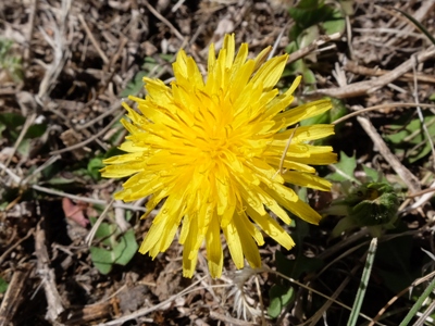 Taraxacum officinale