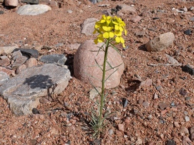 Erysimum capitatum