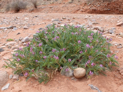 Astragalus lentiginosus