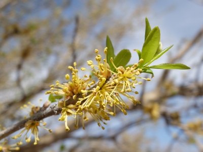 Forestiera pubescens