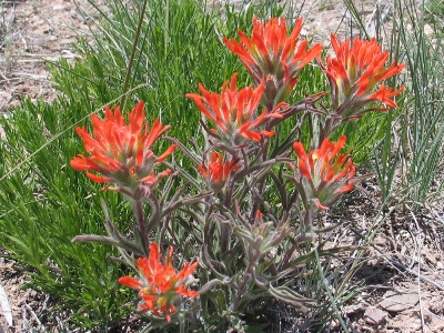 Castilleja angustifolia