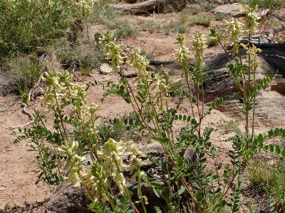 Astragalus praelongus