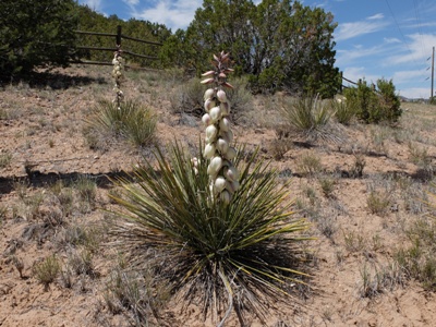 Yucca baileyi