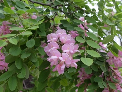 Robinia neomexicana