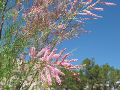 Tamarix chinensis