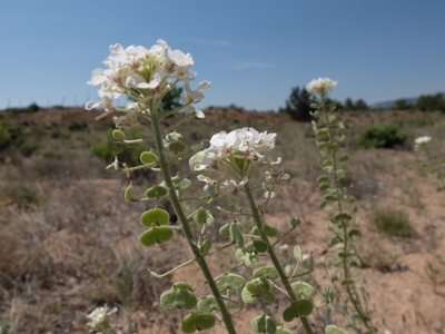 Dimorphocarpa wislizeni