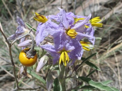 Solanum elaeagnifolium