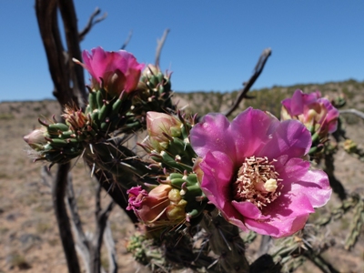 Cylindropuntia imbricata