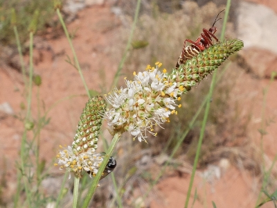 Dalea candida var. oligophylla