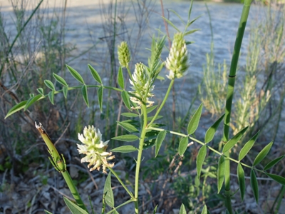 Glycyrrhiza lepidota