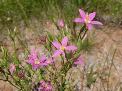 Zeltnera arizonica