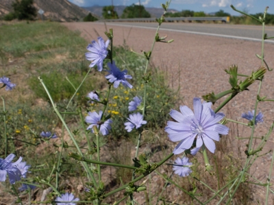 Cichorium intybus