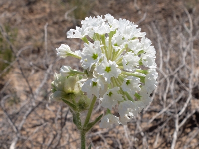 Abronia fragrans