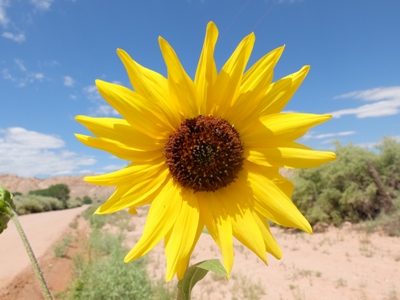 Helianthus annuus