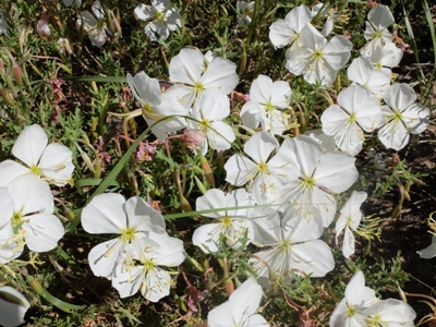 Oenothera albicaulis