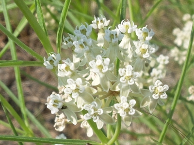 Asclepias subverticillata