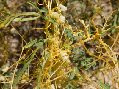 Cuscuta pentagona