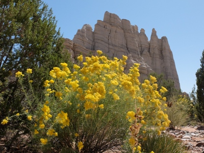 Ericameria nauseosa