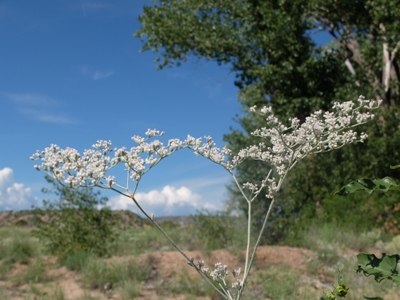 Eriogonum annuum