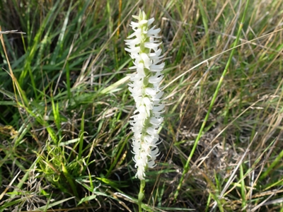 Spiranthes magnicamporum