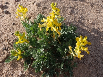 Corydalis aurea ssp. occidentalis 