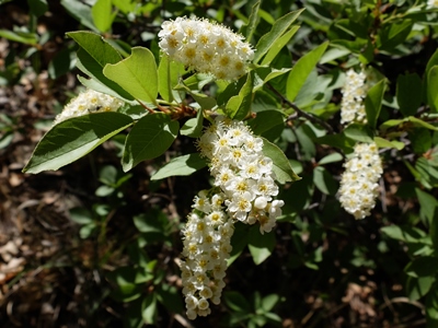 Prunus virginiana