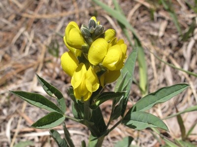 Thermopsis rhombifolia