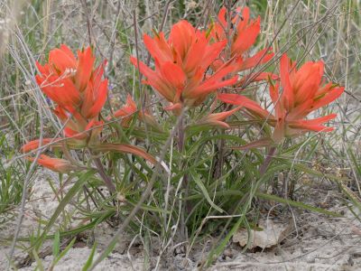 Castilleja integra