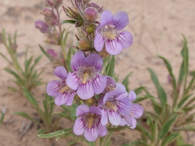 Penstemon ophianthus