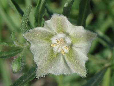 Chamaesaracha coronopus